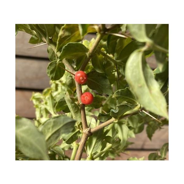 青葉アリドオシアカネ科アリドウシ属耐寒性常緑低木4寸ポット苗＊アリドウシは、別名「一両」とも呼ばれ、万両・千両・百両・十両とともにお正月の縁起物とされています。夏の終わりに赤い実を付けます。鋭いトゲがありますので、注意が必要です。■管理のポ...