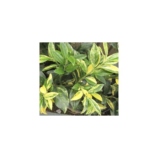 3寸ポット苗　樹高10〜20センチ程度＊斑入り葉サルココッカは、黄掃込斑が入る美しいサルココッカです。日陰でも栽培可能な陰樹のため、日陰が明るくなります！