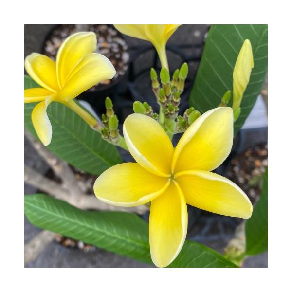 プルメリア（インカゴールド） 5号鉢 （花・蕾はありません） : 日本