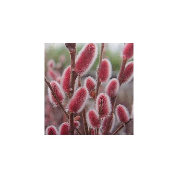 ピンクネコヤナギ（猫柳、ねこやなぎ）3寸ポット植え（枝は切り詰めている場合がありますが、生育に問題はありません）やなぎ科　落葉低木寒さに強く庭植えも可能です。2月頃から、ピンク色の芽が大きく膨らみ、綿毛が綺麗になります。■管理のポイント日光...