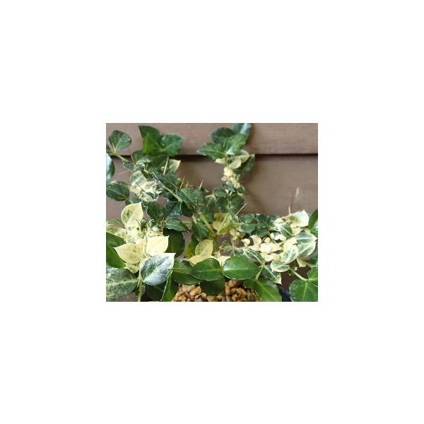 斑入り葉アリドオシアカネ科アリドウシ属耐寒性常緑低木3寸ポット苗＊アリドウシは、別名「一両」とも呼ばれ、万両・千両・百両・十両とともにお正月の縁起物とされています。夏の終わりに赤い実を付けます。鋭いトゲがありますので、注意が必要です。■管理...