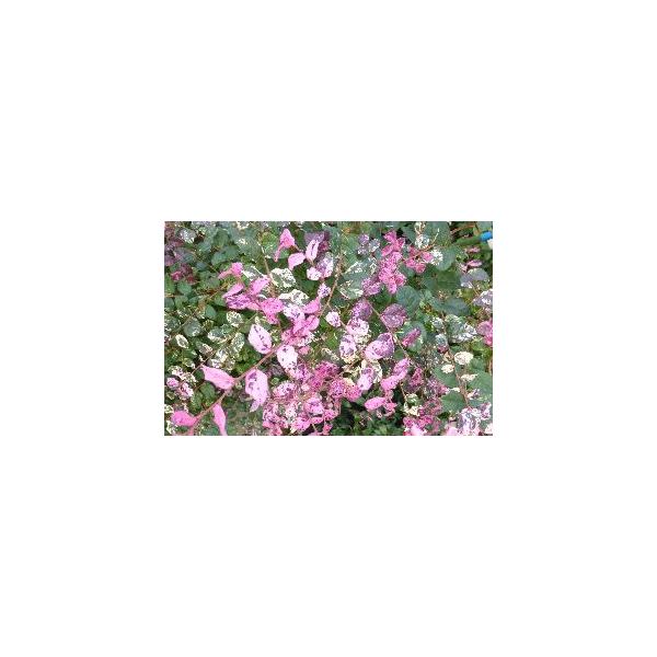 トキワマンサク　七彩　＊緑葉に白散斑が入り、秋には更に桃色や紫色が出る美しい葉をもつトキワマンサクです。花色は、赤色となります。マンサク科トキワマンサク属常緑小高木開花時期：3月〜4月頃9センチポット苗■管理のポイント日当たりのよい場所を好...