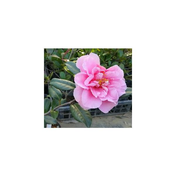 規格：３寸ポット植え、樹高：10〜20cm程度サザンカ（さざんか、山茶花）：笑顔雲竜は、サザンカではとても珍しい枝がくねくね曲がる雲竜タイプです。花は八重咲きのピンク色です。