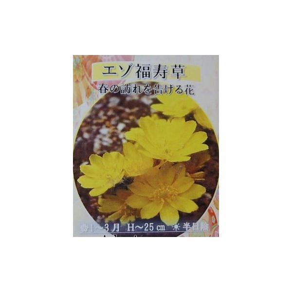 山野草 福寿草 「エゾ福寿草」 2芽 : 日本花卉ガーデンセンターYahoo
