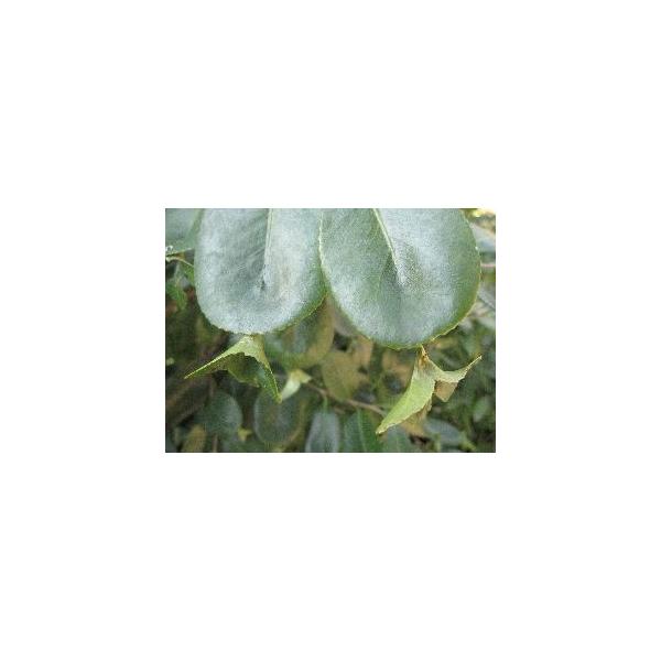 規格：4号ポット植え、樹高：20〜40センチ度梵天白椿（ボンテンシロツバキ）は、まるで金魚の尾びれのような葉がぶら下がる珍しい品種です。（変化葉椿）らんちゅうは、特に変化葉の発生確率が高いとされる選抜種です。