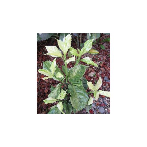 斑入り青木（アオキ）　夏の雲＊芽出しが白色の曙斑で非常に美しい青木です。実は赤実。ミズキ科アオキ属の常緑低木。３寸ポット苗　樹高１０センチ程度■管理のポイント用土は水はけの良い肥沃な土壌に植えます。日陰でも元気に育ち鉢植えでも大丈夫です。肥...