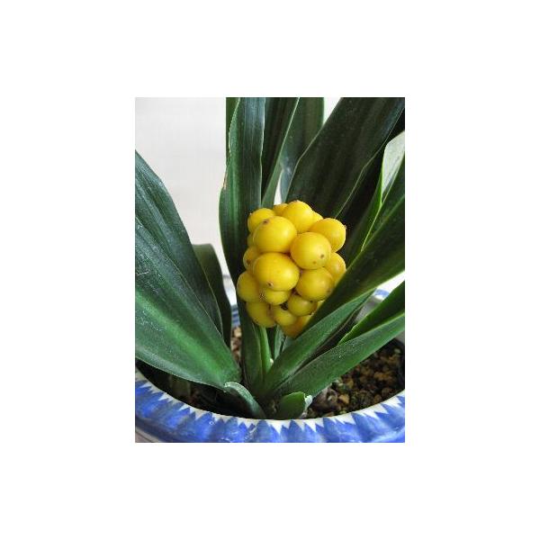 オモト（万年青）　黄実　＊実は付いていません！ユリ科オモト属３寸ポット植え＊苗の大きさは時期により異なります。写真よりも小さい時期がありますのでご理解ください！＊葉が切られている場合もございます！オモトは年中青い葉を保つことから、万年青と言...