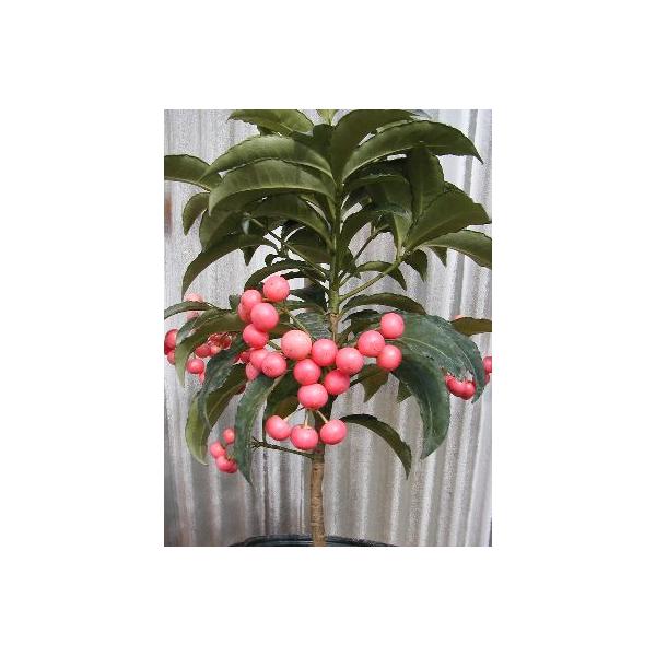 万両（マンリョウ）　ピンクパール　ピンク実万両3寸ポット植え　＊小苗です！＊実付き販売ではありません！とても可愛らしいピンクの実を付ける万両です！！お正月の縁起物（演技植物）として、赤や白、ピンクの果実や緑の葉や斑入り葉などを楽しむ植物です...