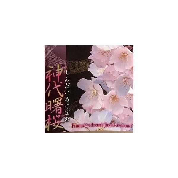 神代曙桜　ジンダイアケボノサクラ規格：5寸ポット植え、接ぎ木1年生苗、樹高：70〜90cm程度神代曙桜（ジンダイアケボノザクラ：花は中輪の一重咲きで淡紅色。ソメイヨシノ系の桜で都立神代植物公園に原木があります。染井吉野桜よりも病気に掛かりに...