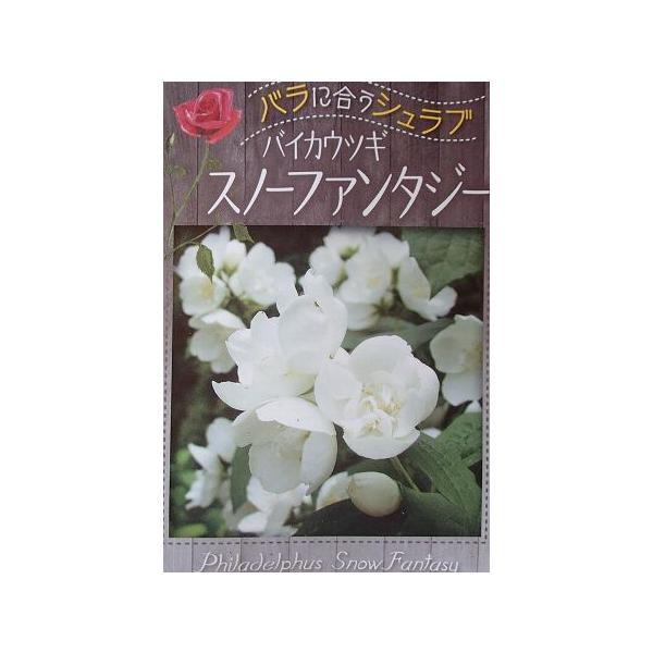 スノーファンタジア 八重 一重咲き 大輪バイカウツギ 梅花ウツギ Z 日本花卉ガーデンセンターyahoo 店 通販 Yahoo ショッピング