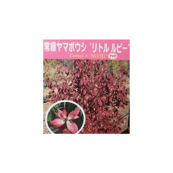 4寸ポット植え　山法師常緑ヤマボウシ：リトルルビーは、コンパクトな樹形と半常緑の葉をもつ山法師です。花は半八重咲きの赤紫色で、大変魅力的！明るい赤色の葉の新葉は、秋には赤〜紫色に変化し晩秋まで楽しめます。（寒さにあたると落葉しますので、必ず...