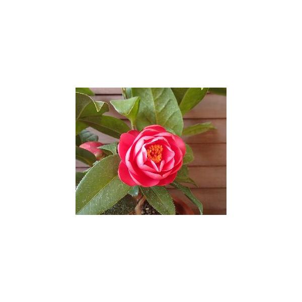 ベトナムの椿」 ハイドゥン ：椿（ツバキ） 6寸鉢植え : 日本花卉