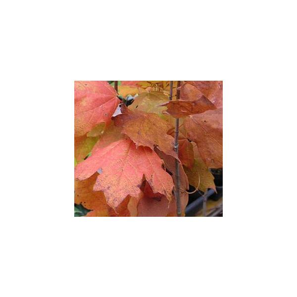 ５寸鉢植え　樹高20〜40センチ程度カエデ（楓）は、モミジ(紅葉）とも呼ばれ秋の紅葉が見事な樹木です。モミジは通称名です。秋の紅葉（コウヨウ）は見事で、品種により、赤や黄色など様々な色合いに変化するカエデは四季を通して楽しめます。◎サトウカ...