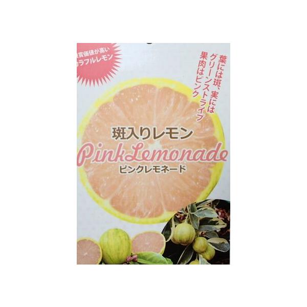 ピンクレモネード　苗　斑入りレモン　鉢ごと匿名発送　レモンの木　果樹 5寸鉢植え 斑入りレモン ピンクレモネード ：果樹苗 柑橘苗 苗木 接木