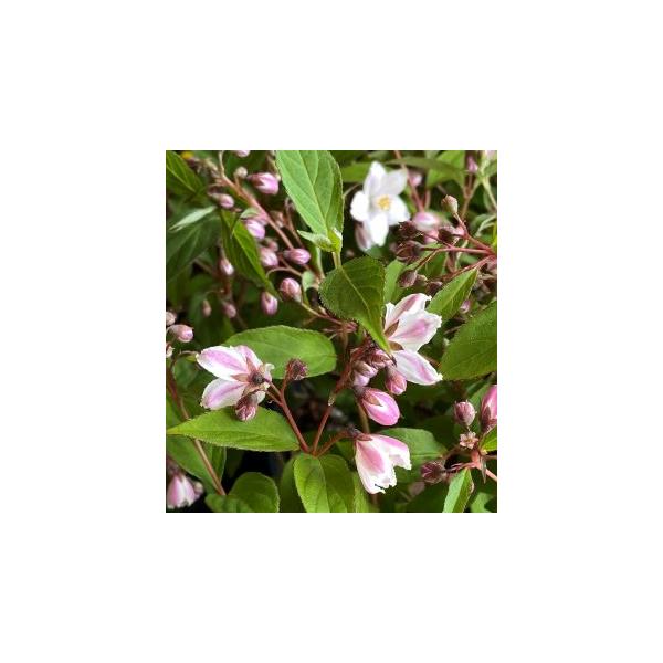 ウツギ　サラサウツギ　ベニガズミ　（ピンク花ウツギ）5寸ポット植えユキノシタ科ウツギ属落葉低木花期：春　5月〜6月頃花は可愛らしい花弁の裏が桃色の花をたくさん咲かせます。■管理のポイント丈夫な植物で、暑さ寒さにも大変強い栽培しやすい植物です...