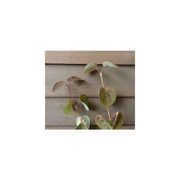 カツラの木　レッドフォックス６寸ポット苗　樹高30〜50cm内外カツラ科　落葉高木カツラの木　レッドフォックスは、春の新しい葉が紫色で展開してくるカツラです。その後緑色にもどります。レッドフォックスは、ドイツでつくられた桂の木で、ドイツ語で...