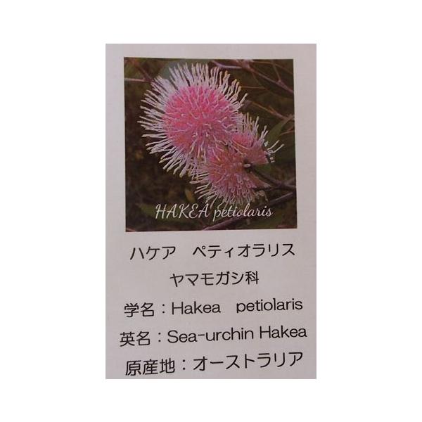 ハケア　ペティオラリス　4寸鉢植え　樹高30センチ程度　