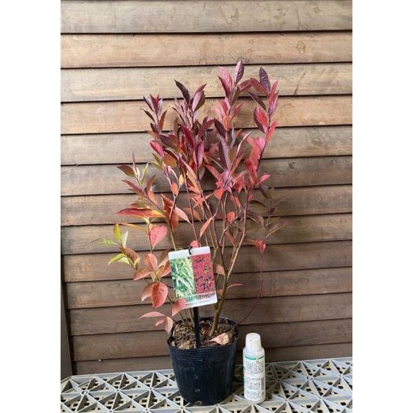 コバノズイナ　リトルヘンリー5寸ポット苗ユキノシタ科ズイナ属耐寒性落葉樹開花時期；5月〜6月頃＊コバノズイナの矮性品種です。従来品種よりもコンパクトにまとまります。春の白花、空の紅葉と見どころが多い最新品種です。棒状に白い花を咲かせます。葉...