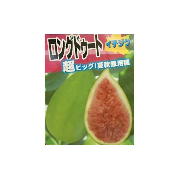 果樹苗木　イチジク　無花果　バローネ４〜５寸ポット植え　1〜2年生苗＊ご注文時期により、掲載写真のように横枝が出ていない場合もありますのでご了承ください。いちじく（無花果、別名：蓬莱柿、ほうらいし）は、家庭でも気軽に栽培・収穫できる果樹とし...
