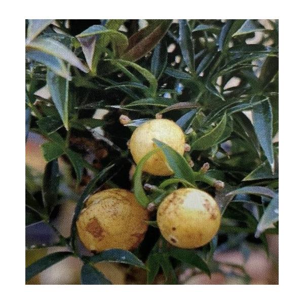 南天　紅烏帽子　白実3寸ポット苗本品種は、紅烏帽子（小葉性で樹高が2メートル程度になる直立性の南天）の白実品種です。■管理のポイント日当たりが良く水はけのよい用土を好みます。耐寒性もあり、関東以南（南東北地方も含む）で有れば地植えも可能です...