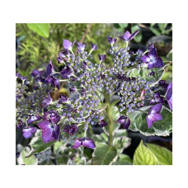 9センチポット　樹高10センチ程度斑入り葉　紫陽花　御殿場錦：三光コンペ斑が入るとても美しい葉をもつ紫陽花。花はピンクの手毬咲（用土により花色が代わる場合もあります）御殿場錦　斑入りヤマアジサイ農林水産省品種登録：第33217号（ナガ４）