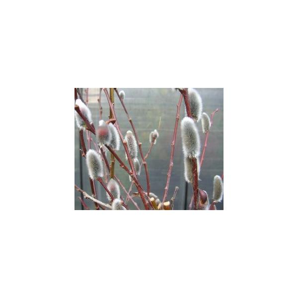 ネコヤナギ（猫柳、ねこやなぎ）5寸鉢植え樹高20〜50センチ程度やなぎ科　落葉低木寒さに強く庭植えも可能です。2月頃から、銀色の芽が大きく膨らみ、綿毛が綺麗になります。■管理のポイント日光を好みますので日当たりのよい場所で管理してください。...