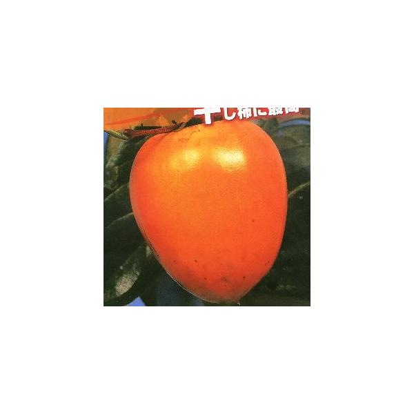 柿　苗木　甲州百目柿規格：5号（直径約15cm）ポット植え、又は根巻き苗、接ぎ木1年生苗、樹高：80cm程度自家結実性有り甲州百目柿：コウシュウヒャクメガキ（渋柿）は、日本各地で栽培されている品種で、最大500グラム程度にもなる大型の不完全...