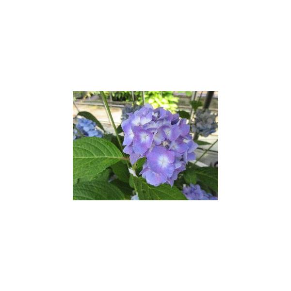 3寸ポット植え　樹高10センチ程度！安行四季咲き　紫陽花（アンギョウシキザキ　アジサイ）：紫陽花は、埼玉県の安行地域に昔から親しまれてきた紫陽花の品種で、姫アジサイの仲間です。とても美し青色（ブルー）の花は、6月頃から冬のまじかまで咲き続け...