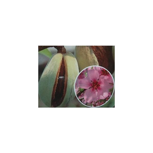 6寸鉢植え　アーモンド（接ぎ木苗）　：果樹苗　苗　苗木　爆買