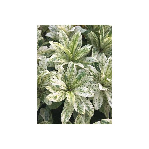 散り斑シキミ（イリシュウム）9センチポットシキミ（シキビ）は、関東以南の山地に自生する常緑樹で、仏壇に供えられたり仏事と関連の深い樹木です。3月〜4月にかけてクリーム色や赤色の花を咲かせ、果実は星のような形をした珍しいものであるが、毒がある...