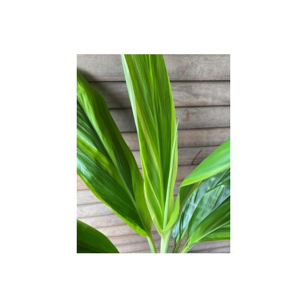 ティ・リーフ（ティーリーフ）斑入り葉 8寸ポット植え ＊同梱不可商品