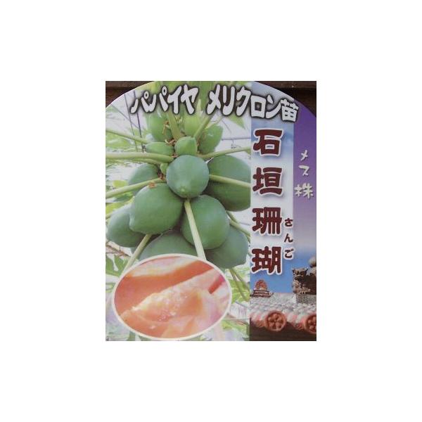 パパイヤ  石垣珊瑚 ：熱帯果樹苗　爆買
