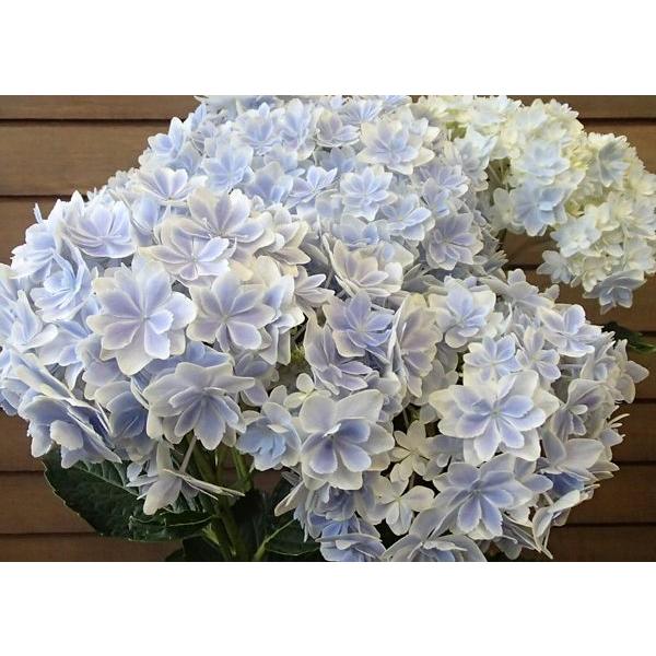 万華鏡 5寸鉢植え 紫陽花 マンゲキョウ Z 日本花卉ガーデンセンターyahoo 店 通販 Yahoo ショッピング