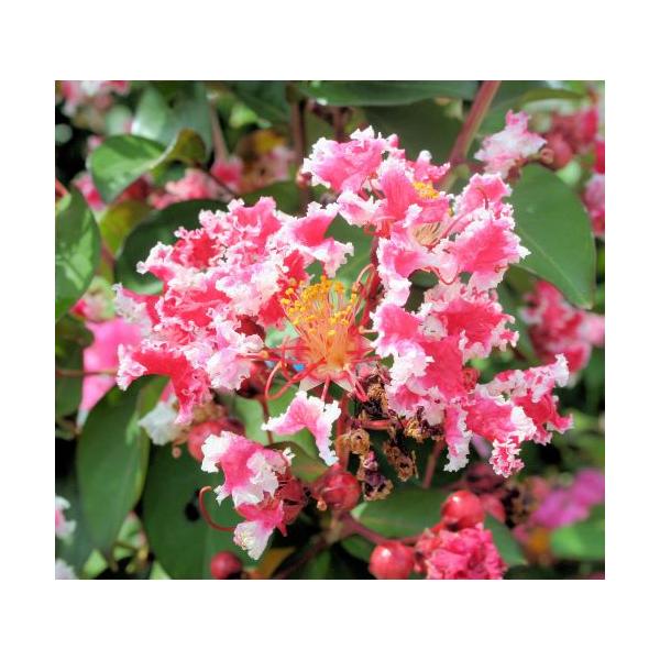 サルスベリ　夏まつり　３寸ポット植えサルスベリ：　夏祭り　は、矮性種のため鉢植えでも栽培が可能で、若木のうちから開花する一才性です。赤花に白覆輪斑が入る綺麗な人気の百日紅です。