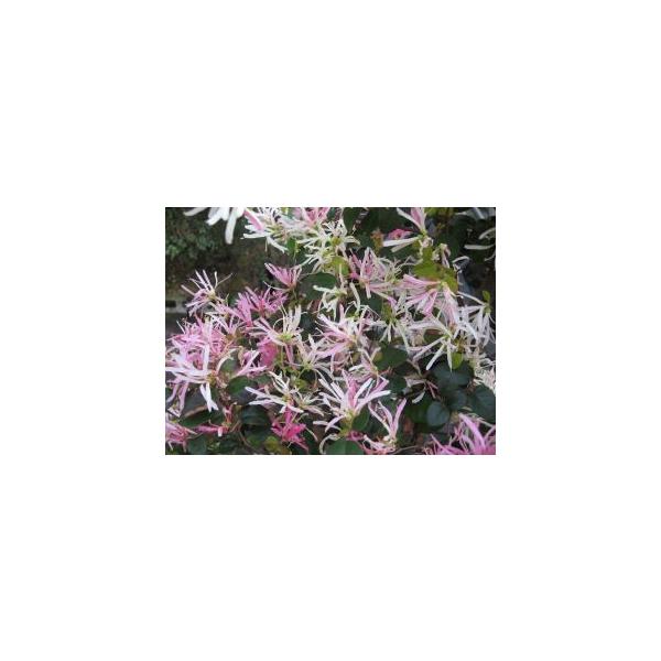 咲き分け　トキワマンサク　花吹雪（小苗　樹高10センチ程度です）