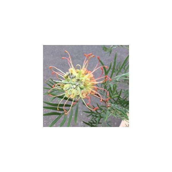 グレビレア ココナッツアイス 6寸鉢植え : 日本花卉ガーデンセンター