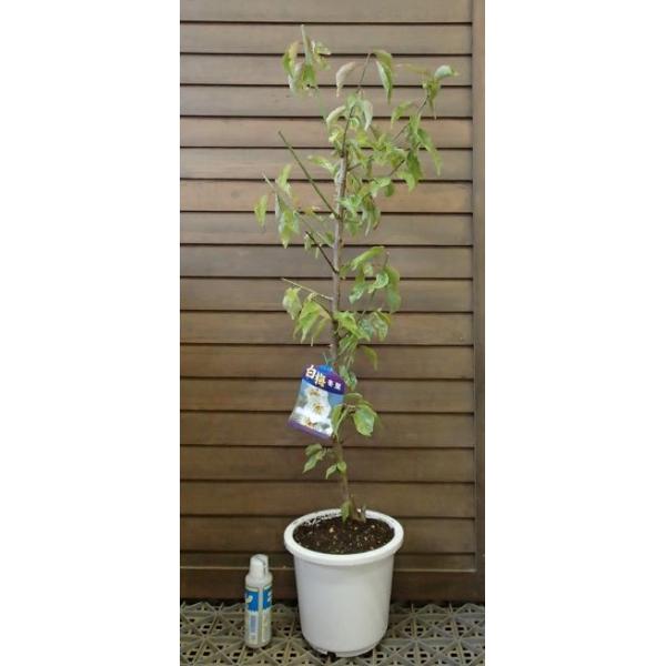 花梅　ハナウメ　冬至梅　トウジバイ　苗木規格：6寸鉢植え接ぎ木1〜2年生苗、樹高：80cm程度冬至梅（トウジバイ）は、白花の一重咲きで暖かい地域では12月中旬頃より開花が始まる早咲き品種です。お正月用の梅として使用されています。昔の冬至梅と...