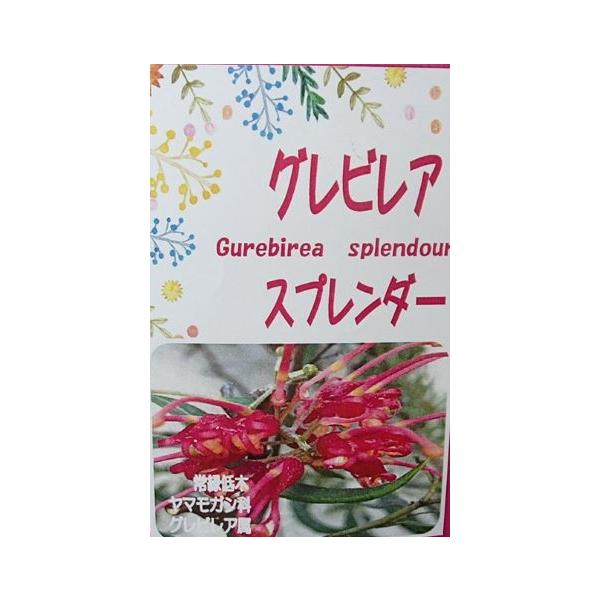 nihonkaki_z-1083997 nihonkaki_z-1083997