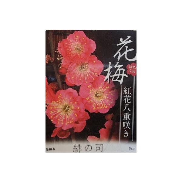 花梅　ハナウメ　緋の司　ヒノツカサ　苗木規格：6寸鉢植え接ぎ木1〜2年生苗、樹高：80cm程度緋の司：紅花八重咲きの美しい花梅です。 　