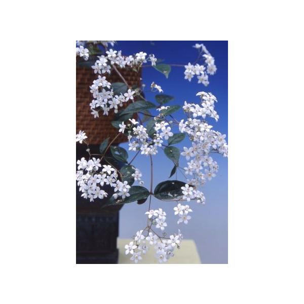 常緑性ウツギ　トキワウツギ　雪姫3寸ポット苗　樹高20センチ程度ユキノシタ科ウツギ属耐寒性半常緑低木花期：春　4月〜5月頃花は可愛らしい白花で、光沢のある常緑性の葉をもつ宇津木です。■管理のポイント丈夫な植物で、栽培しやすい植物です。日当た...