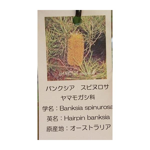 花付き バンクシア スピヌロサ（ヘアピンバンクシア）5寸鉢植え