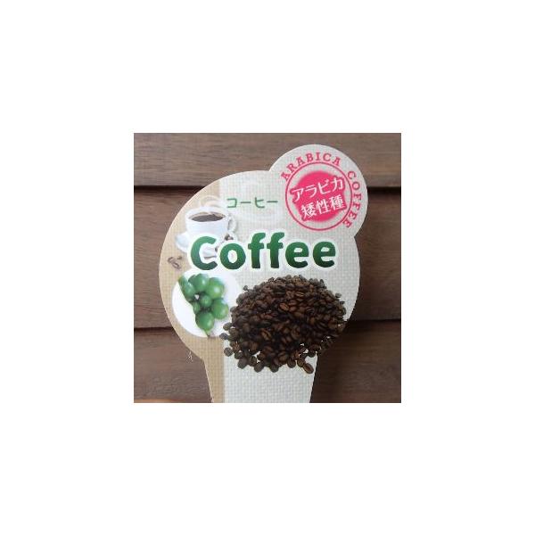 赤実コーヒー　アラビカ　（矮性種）　3寸ポット植え　：熱帯果樹苗