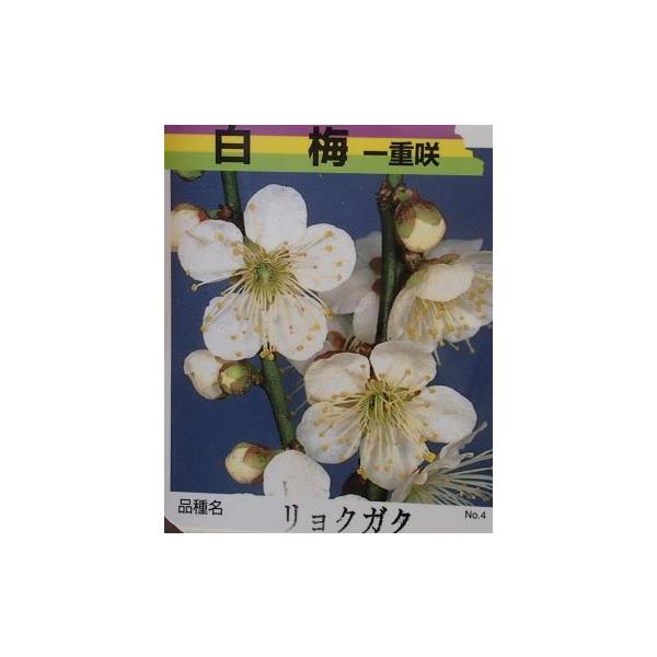 花梅　ハナウメ　一重緑萼　ヒトエリョクガク　苗木規格：5号（直径約15cm）ポット植え、又は根巻き苗、接ぎ木1〜2年生苗、樹高：80cm程度一重緑萼：（ひとえりょくがく）：花は一重咲き中輪白花で美しい花梅です。野梅系青軸性（やばいけい　あお...