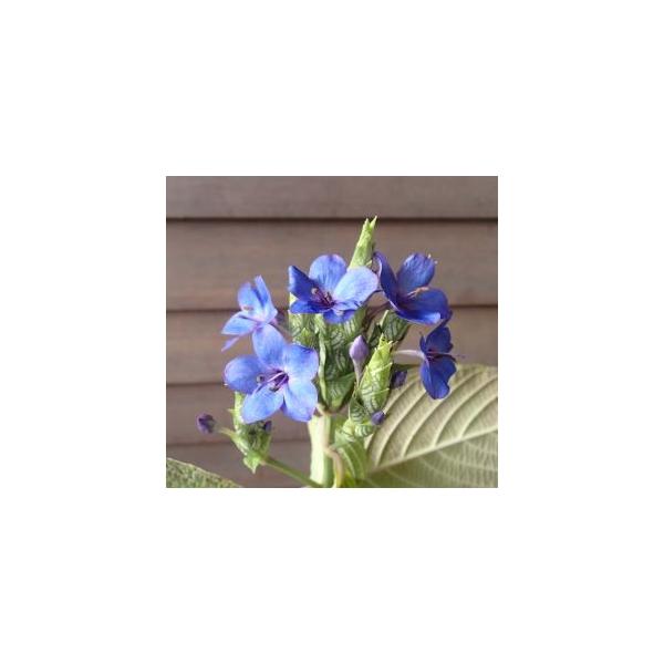 ５寸鉢植えルリハナガサ（瑠璃花笠、トロピカルブルーセージ）は、インド原産の常緑低木で青紫色（瑠璃色）の美しい花を咲かせます。冬の時期に開花し、そのとても美しい花色に人気があります。