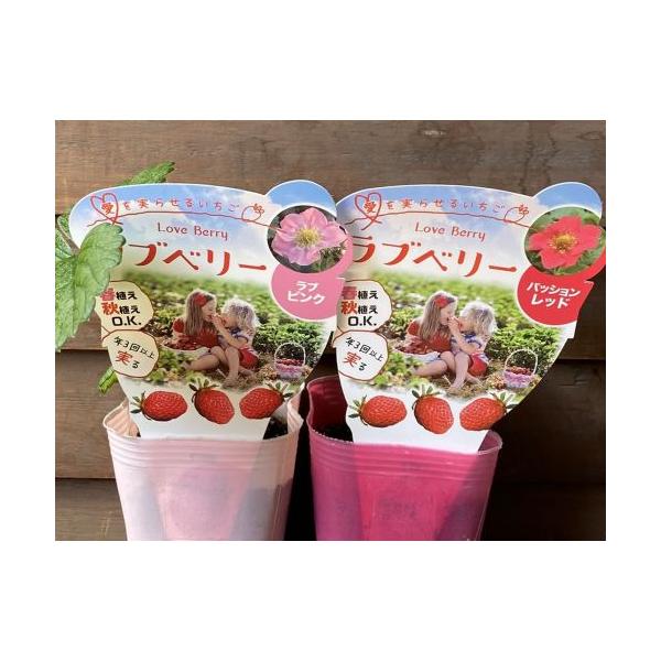 苺苗 ラブベリー 赤花とピンク花 2ポットセット 春植え・秋植えOK 1年