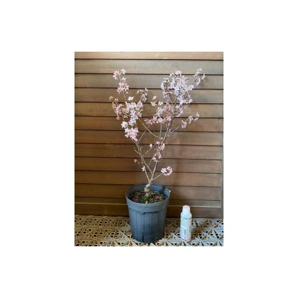 桜　苗木　斑入り葉啓翁桜　フイリバケイオウサクラ規格：６寸鉢植え接ぎ木1〜２年生苗樹高：30〜50センチ程度啓翁桜（ケイオウザクラ）は、カンヒザクラ系サクラで、花は淡紅色の一重咲き。支那桜桃と彼岸桜を交配して作られた品種で、山形県での生産が...