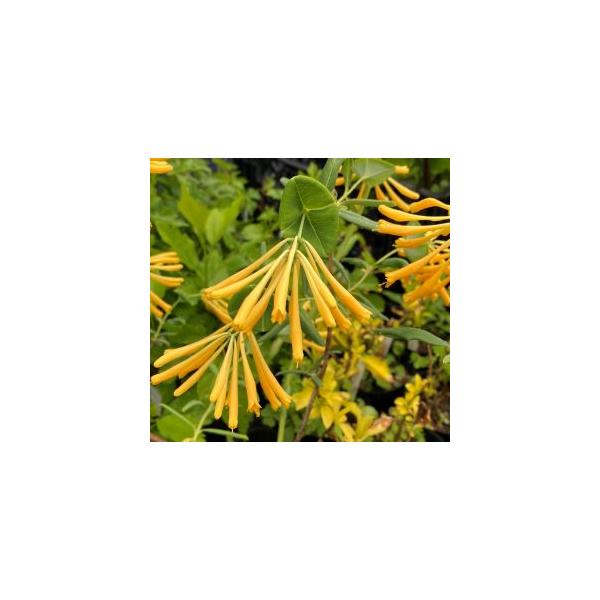 ツキヌキニンドウ　黄花系9センチポット苗　樹高10〜30センチ程度スイカズラ科別名；ロニセラ、トランペット・ハニーサックル北アメリカ原産のつる性植物耐寒性常緑樹（寒さに当たると落葉する場合もあります）開花時期：5月〜10月頃春から秋にかけて...