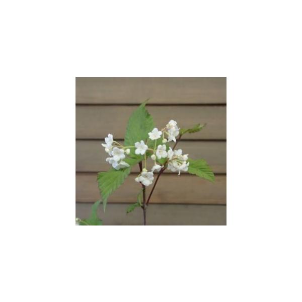 9センチポット　樹高20〜30センチ程度オトコヨウゾメ　別名コソネ