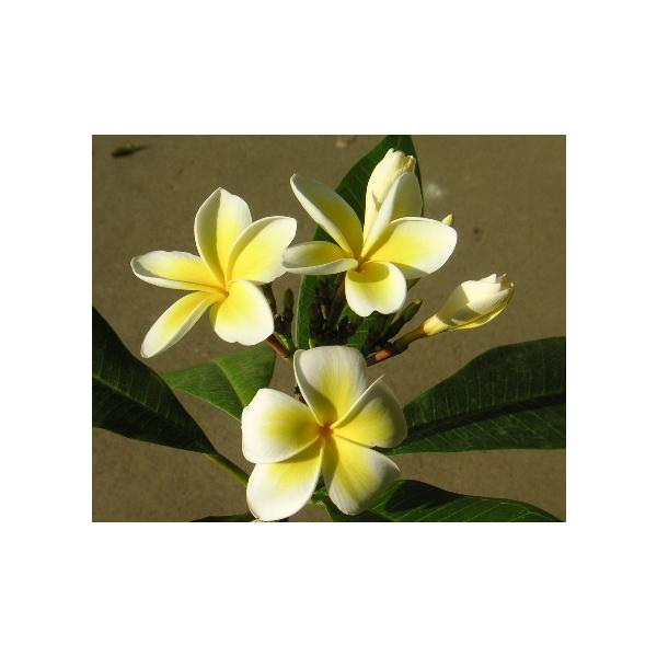 プルメリア（レモンサンセット）Y字立ち 6号スクエア鉢植え : 日本