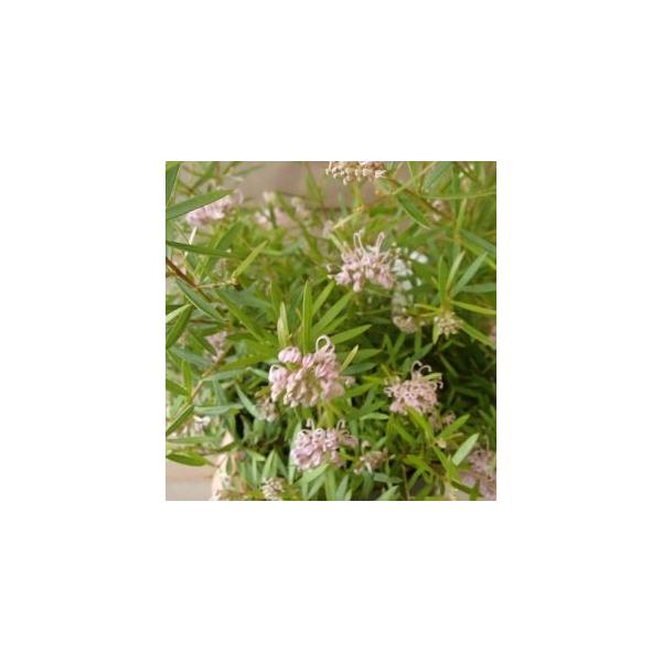 グレビレア ピンクミゼット : 日本花卉ガーデンセンターYahoo!店